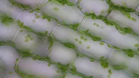 Chloroplasts moving by cytoplasmic streaming in leaf cells of Hydrilla verticillata