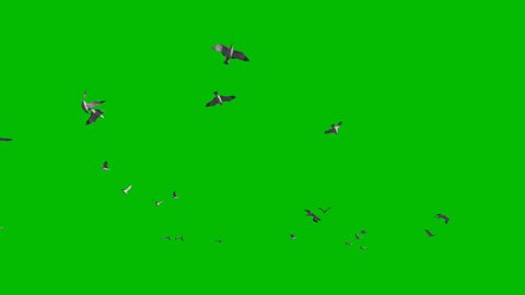Seagulls flying against Green Screen, 4K