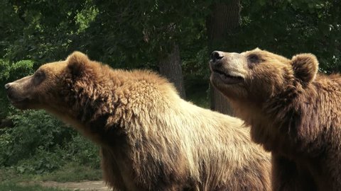 Two brown bears (Ursus arctos arctos)