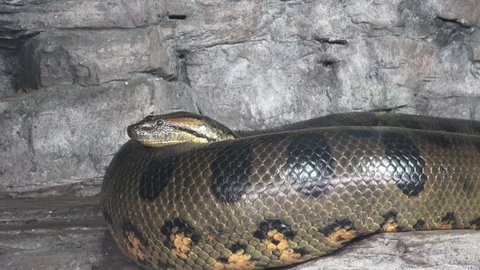 Anaconda Stock Video Footage 4k And Hd Video Clips Shutterstock