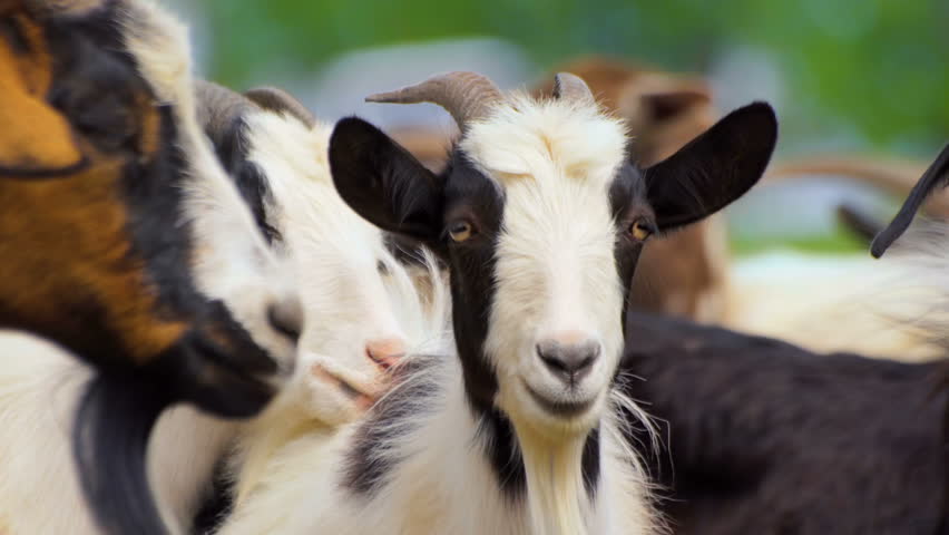 Black and White goat making sound typical noise. Farm animals on pasture. Close-up long-focus lens shot Animal portrait. Royalty-Free Stock Footage #1012610897