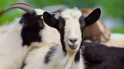 Black and White goat making sound typical noise. Farm animals on pasture. Close-up long-focus lens shot Animal portrait.