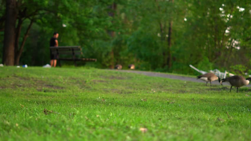 The Canada goose is a large wild goose species native to arctic regions of North America. Extremely successful at living in human-altered areas, they are well known as a common park species.