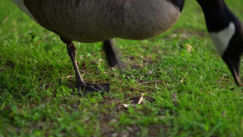 The Canada goose is a large wild goose species native to arctic regions of North America. Extremely successful at living in human-altered areas, they are well known as a common park species.