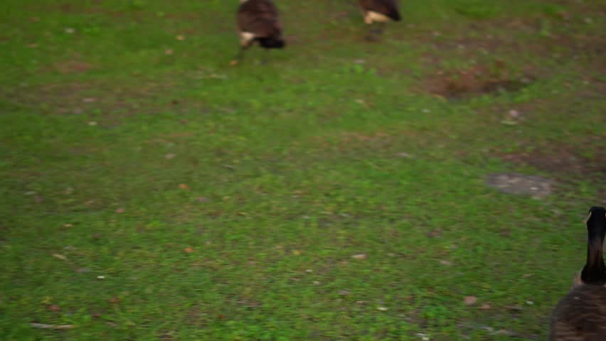 The Canada goose is a large wild goose species native to arctic regions of North America. Extremely successful at living in human-altered areas, they are well known as a common park species.