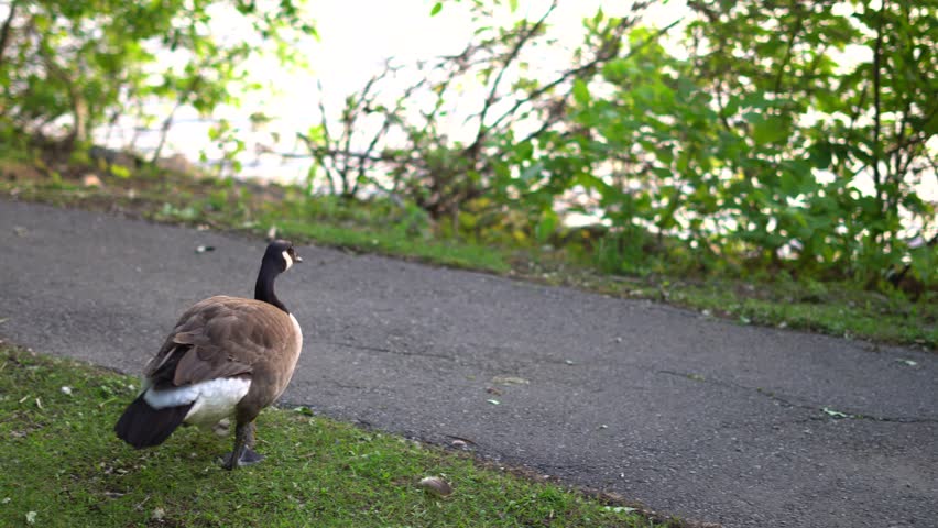 The Canada goose is a large wild goose species native to arctic regions of North America. Extremely successful at living in human-altered areas, they are well known as a common park species.