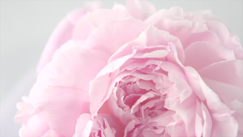 Beautiful pink Peony background. Top view of Blooming peony flower rotation, close-up. Wedding backdrop, Valentine's Day concept. Beauty spring romantic rose flower rotated 4K UHD video | Shutterstock HD Video #1012613789