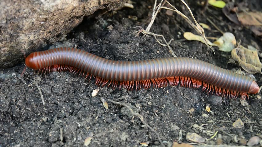 Giant African Millipede image - Free stock photo - Public Domain photo ...