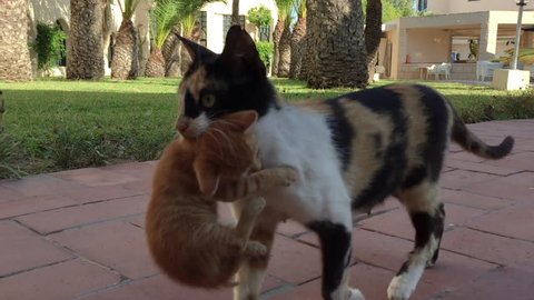 Three colored cat holding in mouth ginger kitten while carrying outdoor. Mom cat with baby kitten