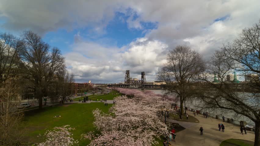 Time lapse of moving clouds and blue sky over Portland OR downtown waterfront with flowering Cherry Blossom trees spring season 4k uhd