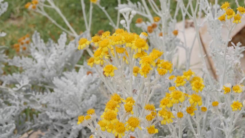A Bush Of Yellow Flowers Stock Footage Video 100 Royalty Free Shutterstock