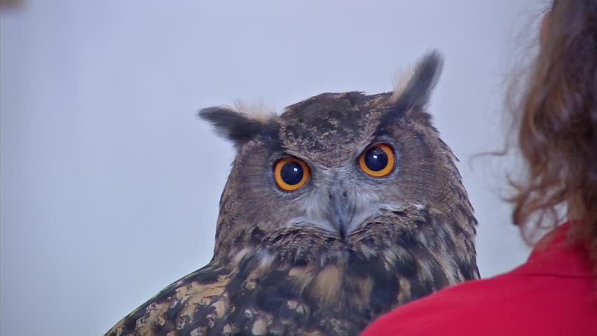 Close up of an owl sitting on a zookeepers shoulder