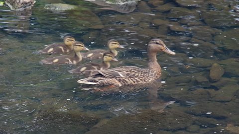 Mother duck with ducklings swimming on river
