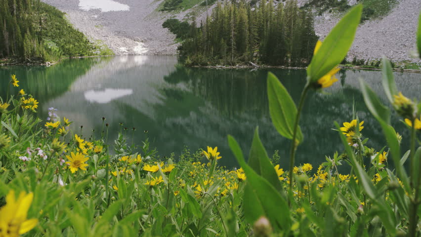 Wild Flowers and Mountain lake with a handsome hiker walking through