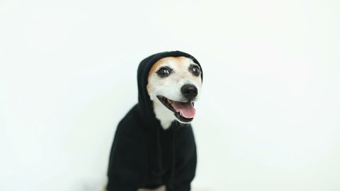 Cool dog in black hoody smiling. Whie background. Video footage