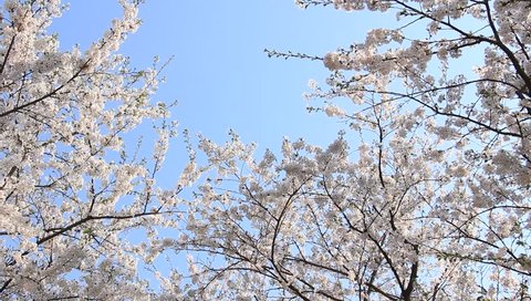 4k Close Up Sakura Or Cherry の動画素材 ロイヤリティフリー Shutterstock