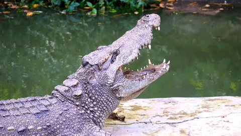 Alligator or Crocodile concept. Mouth open on daytime. Crocodile is big body and head. It is dangerous animals and large aquatic reptiles. Predator power  in river nature wildlife animal is alligator