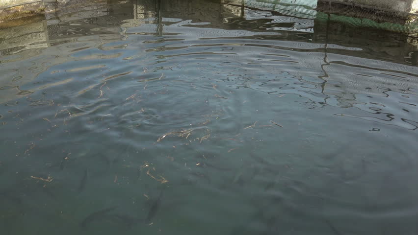 The farm for breeding fish.fish farming, agriculture