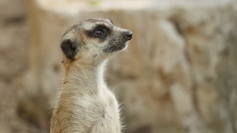 Cute And Funny Suricate Meerkat Video De Stock 100 Libre De Droit Shutterstock