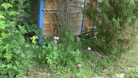 Garden rose camomile