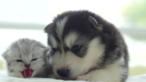 Cute tabby kitten and siberian husky playing on the bed slow motion 库存视频