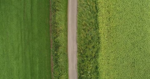 4K Aerial of A Man Running on a Path road shot from above through Green Grass Fields. British Countryside Farm Land in the Summer. A Fitness Runner on a Long Straight Road training for marathon