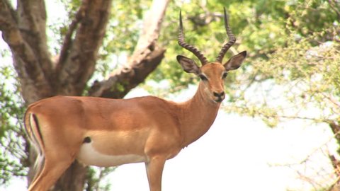 A gazelle having big and pointed horns halts to provide a stare Arkivvideo