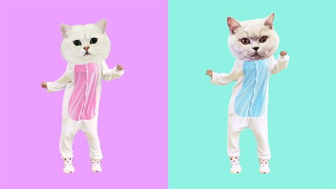 Minimal motion art. Dancing funny cats. Boy and Girl power