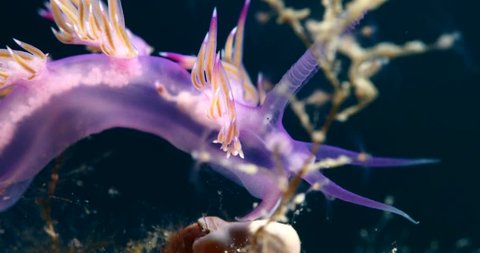 nudibranch flabellina underwater close up ocean scenery nudi ocean scenery