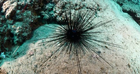 sea urchin close up underwater moving
long spines ocean scenery Video de stock
