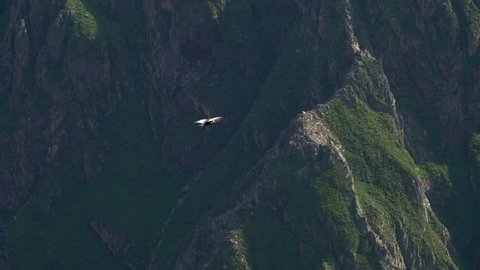 Condor Flying in the Colca Canyon near Arequipa Peru