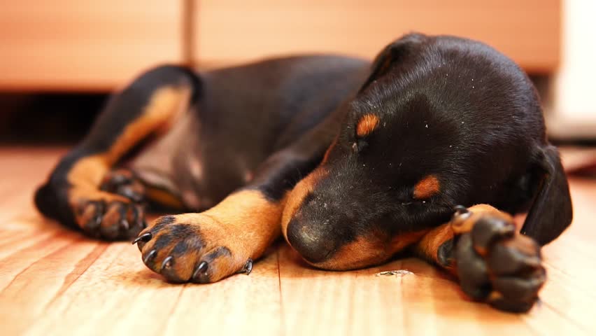 Cute Puppy Breed Doberman Sleeping. : Video de stock (totalmente libre de  regalías) 1012645331 | Shutterstock