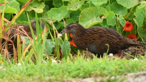 Endemic bird Weka - Gallirallus australis - adult with young bird in New Zealand Southern Island. Feeding and looking for food.