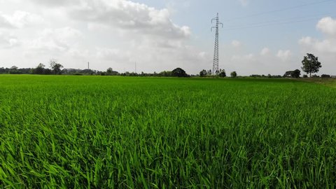 Area view of green rice fields in the countryside. Rual scene in Phitsanulok Province, Thailand