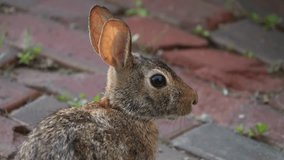 Cute video close up of a wild rabbit with light brown fur sitting on a brick paved road and munching on some grass which makes it appear that it is talking.