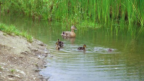 Wild duck family (Anas platyrhynchos) on the lake, 4k