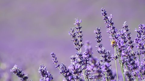 Lavender flowers in the foreground and blurred background moved by the wind, with pollinating bees.
