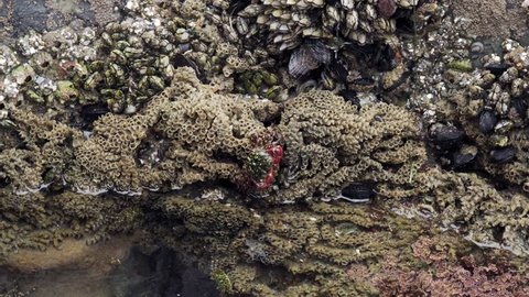 4k. Southen California Tide Pool. Striped Shore Crab Moves to the Water. The Background is Gooseneck Barnacles, Mussels, Sand-castle Worms, Anemone. The Concept of Marine Life and Oceanography.