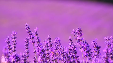 Lavender flowers in the foreground and blurred background, moved by the wind.