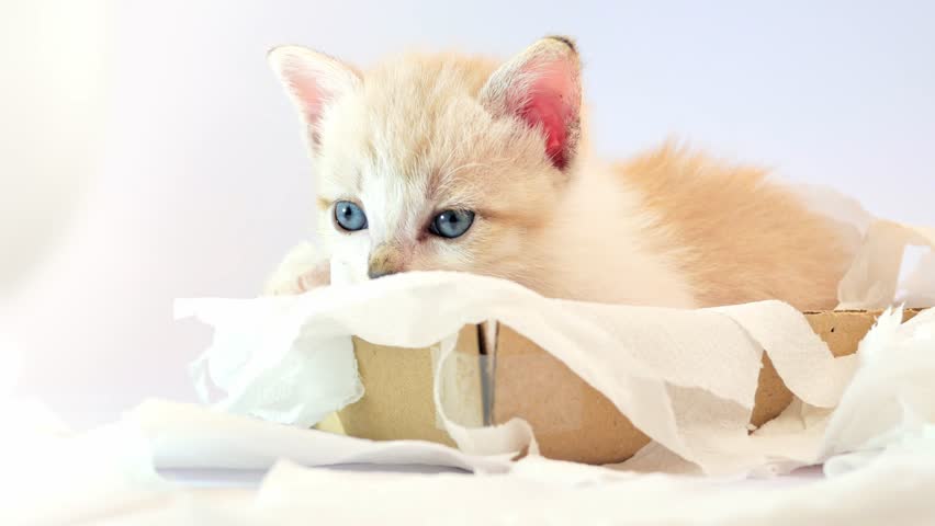 kitten in tissue box