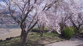 Sakura hanami in japan, flying through beautiful cherry trees at fuji five lake kawaguchiko.