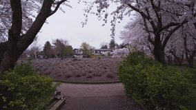 Aerial at sakura tree park in spring, kawaguchiko japan.