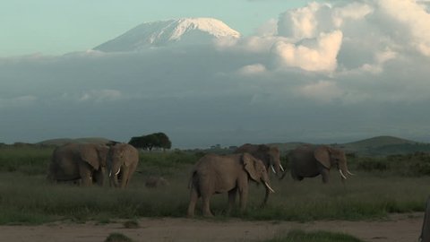 Family of African Elephant (Loxodonta africana) foraging together with Mount Kilimanjaro in background, with sundown, Amboseli N.P. Kenya.