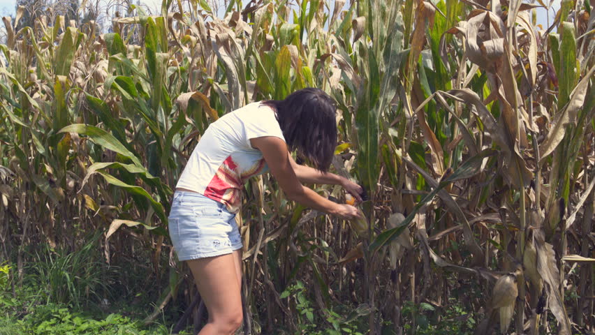 Woman cleans the ear of corn