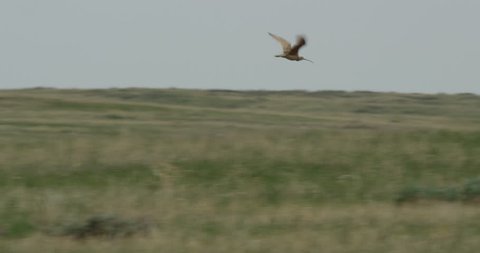 Curlew lands next to mate and takes off again from ridge in summer heat