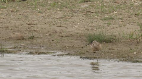 Curlew at pond edge for drink of water on breezy day