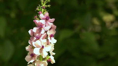 Pink Mullein on green background blowing in the wind