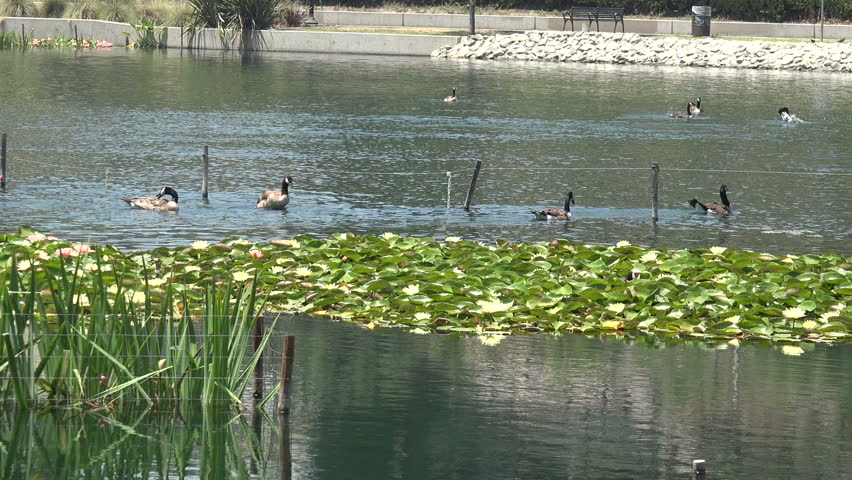 Ducks swimming alongside water lilies in a city pond