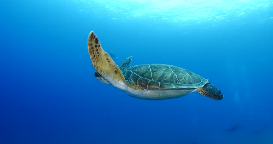 Sea turtle underwater swim slow motion with sun ocean scenery blue water | Shutterstock HD Video #1012673261