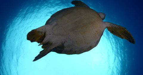 sea turtle underwater swim slow motion with sun ocean scenery blue water